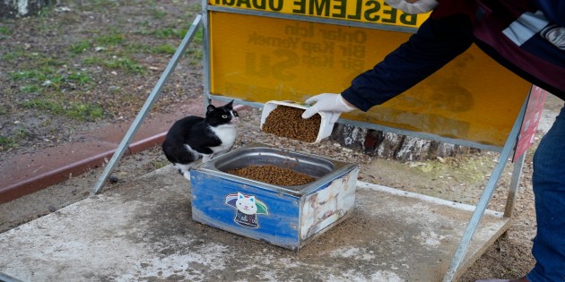 Hatay Büyükşehir Belediyesi Sokak Hayvanlarını unutmadı