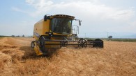 Arsuz ilçesinde Karakılçık Buğdayının hasadı yapılıyor