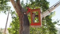 Hatay Büyükşehir Belediyesinden asırlık ağaçlara restore
