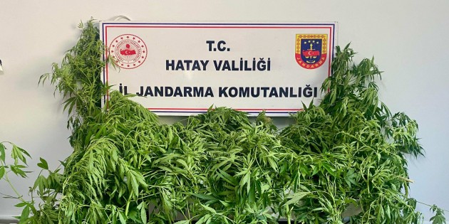 Jandarma’dan uyuşturucu operasyonu: 29 şüpheli yakalandı