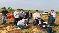 CHP Hatay Gençlik Kolları Tarla İşçilerini Unutmadı