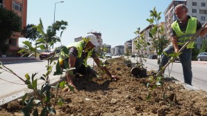 Hatay Büyükşehir Belediyesi ağaçlandırma çalışmalarını sürdürüyor