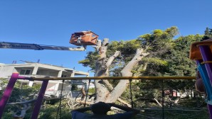 Antakya Belediyesinden Ağaç budama çalışmalarına devam