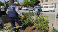 Hatay Büyükşehir Belediyesinden Ağaçlandırma çalışmalarına devam