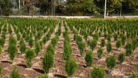Orman Genel Müdürü Bekir Karacabey, Dünya Çevre Günü kapsamında açıklama yaptı ‘Her insan doğaya 210 ağaç borçlu’
