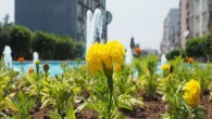 Hatay Büyükşehir Belediyesi Hatay’ı  Çiçeklerle  bezendiriyor