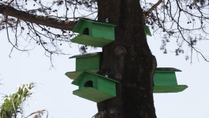 Antakya Belediyesinden ağaçlara kuş yuvaları