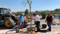 Başkan Eryılmaz Yaşar Kemal Caddesinde ağaçlandırma çalışmalarını yerinde inceledi