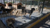 Hatay Büyükşehir Belediyesi Hayvan Barınağının kapılarını herkese açtı