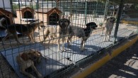 Hatay Valiliği Hatay Büyükşehir Belediyesi Hayvan Bakım ve Rehabilitasyon Merkezi’nde Yaşanan Olaylarla İlgili Basın açıklaması yaptı