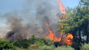 Hatay Büyükşehir Belediyesi İtfaiyesinden Yangına anında müdahale