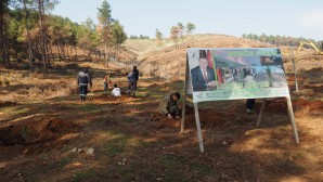 Hatay Büyükşehir Belediyesi, 4 bin 500 fıstık çamı fidanını toprakla buluşturdu