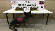 Jandarma Hassa’da 1.016 gram esrar yakaladı