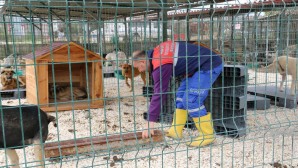 Hatay Büyükşehir Belediyesinden  Yayladağı’na yeni Hayvan barınağı
