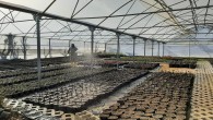 Hatay Büyükşehir Belediyesinden bitki üretimine devam