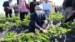 Hatay Valisi Rami  Doğan Yayladağı’nda Çilek ve Mantar  hasadına katıldı