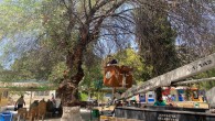 Antakya Belediyesinden ağaç budama çalışmalarına devam