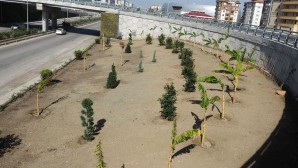 Hatay Büyükşehir Belediyesi peyzaj düzenlemeleri çerçevesinde ağaç dikimini sürdürüyor