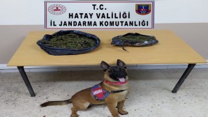 Jandarma, Yayladağı Şenköy’de 3 kilo 200 gram kubar esrar ele geçirdi