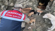 Jandarma yine sokak hayvanlarına yönelik Beslenme faaliyeti gerçekleştirdi