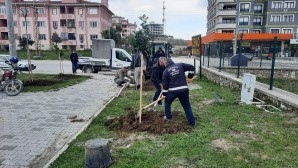 Antakya Belediyesi Ağaçlandırma çalışmalarına devam ediyor