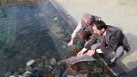 Biyolojik EXPO göleti yavru balıkları ile ikinci kez buluştu!