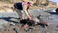 Yaralı Halde Bulunan Caretta Caretta kamlupbağası tedavi altına alındı