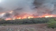 Antakya Çevre Koruma Derneği Başkanı Nilgün Karasu: Yanan sadece ağaçlar değil, binlerce canlının yaşam alanı yanıyor!