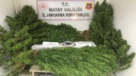 Hassa’da bahçesinde kenevir eken bir kişi tutuklandı