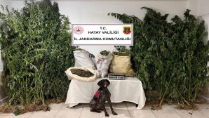 Jandarma Yayladağı’nda 24 kilo Kubar Esrar ile zeytin bahçesinde ekilen 182 kök kenevir yakaladı