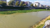Hatay Büyükşehir Belediyesi Asi Nehri’nden Su Sümbüllerini temizliyor!