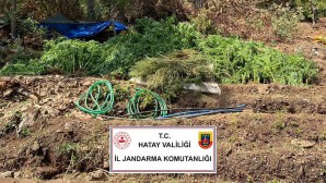 Jandarma Samandağ’da 25.500 gram kubar Esrar ile 105 bin Kök Skunk bitkisi yakaladı