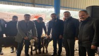 Yayladağı Belediye Başkanı Mehmet Yalçın,  42 Aileye 882 Damızlık ve Teke hibe desteği verildiğini belirtti ve ekledi: