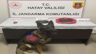 Jandarma Uyuşturucu Köpekleri Uyuşturucu Tacirlerine Göz Açtırmıyor!