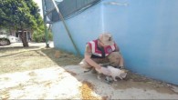Jandarma deprem nedeniyle sahipsiz kalan hayvanları besledi 
