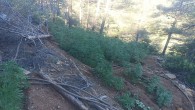 Arsuz’da ormanlık alanda 7200 kök Hint keneviri yakalandı