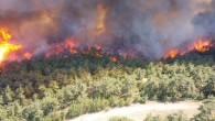 Antakya Günyazı’da Orman Yangını