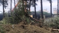 Antakya Çevre Koruma Derneği Başkanı Nilgün Karasu’dan ağaç katliamına tepki: Atatürk Parkında ağaç katliamı yapılıyor!
