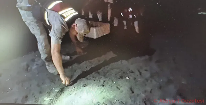 JANDARMA 592 CARETTA CARETTA’YI DENİZE ULAŞTIRDI JANDARMA 592 CARETTA CARETTA’YI DENİZE ULAŞTIRDI