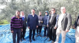 ZEYTİN HASADINA KATILAN HATAY VALİSİ MUSTAFA MASATLI:  HATAY’IMIZ 17 MİLYON 102 BİN ADET ZEYTİN AĞACIYLA TÜRKİYE 3.!