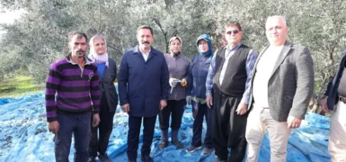 ZEYTİN HASADINA KATILAN HATAY VALİSİ MUSTAFA MASATLI:  HATAY’IMIZ 17 MİLYON 102 BİN ADET ZEYTİN AĞACIYLA TÜRKİYE 3.!