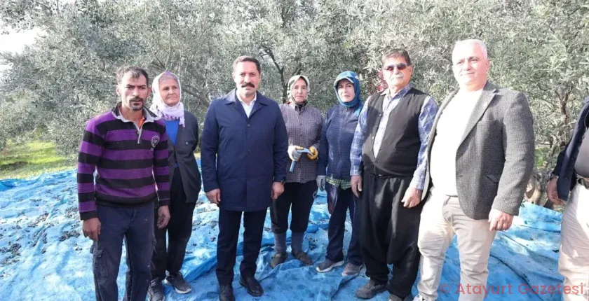 ZEYTİN HASADINA KATILAN HATAY VALİSİ MUSTAFA MASATLI:  HATAY’IMIZ 17 MİLYON 102 BİN ADET ZEYTİN AĞACIYLA TÜRKİYE 3.!