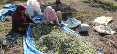 ZEYTİNİ KURAKLIK VURDU, ÜRETİCİ ÜRETİMİN SÜRDÜRÜLMESİ İÇİN DEVLET DESTEĞİ BEKLİYOR