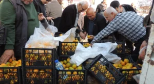 MANDALİN DALINDA KALDI, ÜRETİCİLER PARASIZ DAĞITIYORLAR!